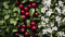 L-Theanine & Tart Cherry – harmónia tela a mysle