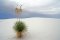 diamond Yucca